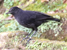 Foto di un uccello nero uniformemente opaco su un cordolo stradale