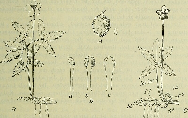 File:Botanische Jahrbücher für Systematik, Pflanzengeschichte und Pflanzengeographie (1905) (20408646771).jpg