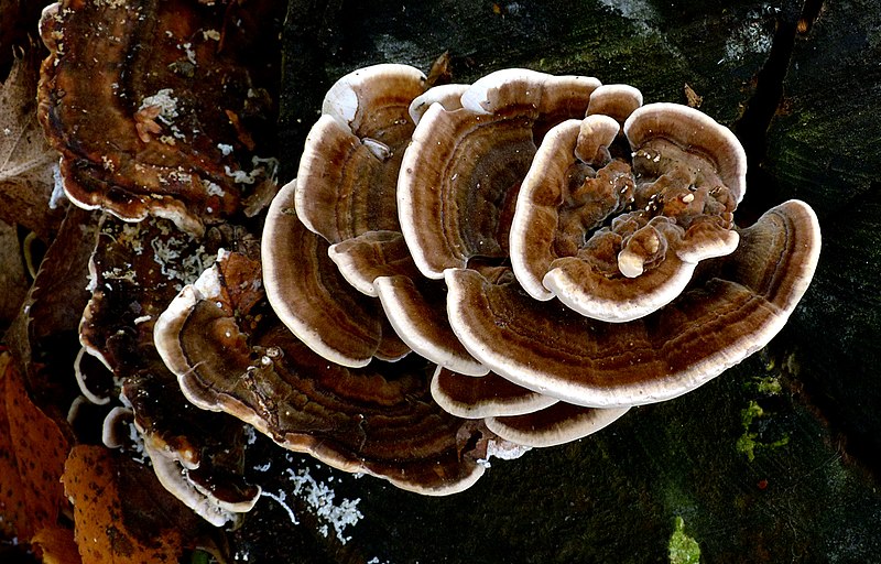 File:Bracket fungi. (18381491456).jpg