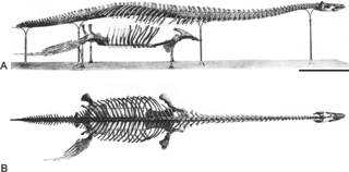 <i>Brancasaurus</i>