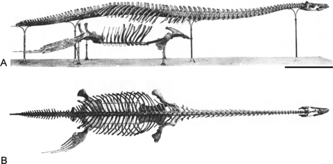 Brancasaurus
