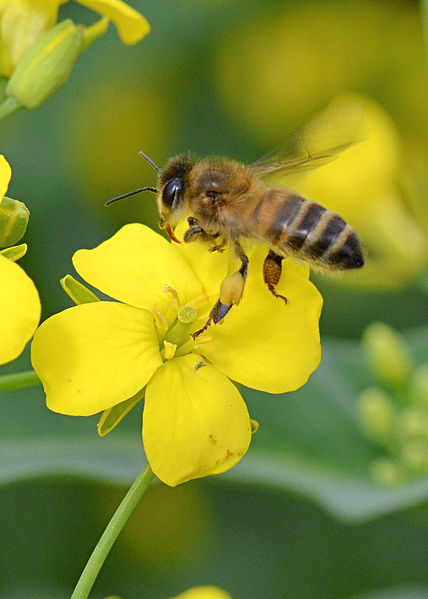 File:Brassica napus Apis mellifera, koolzaad bij (28)bewerkt.jpg