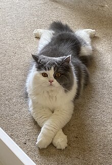 British Longhair cat with blue and white markings and amber eyes.jpg