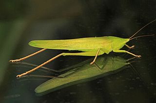 <i>Neoconocephalus triops</i> Species of katydid in the family Tettiigoniidae from the Caribbean and North America