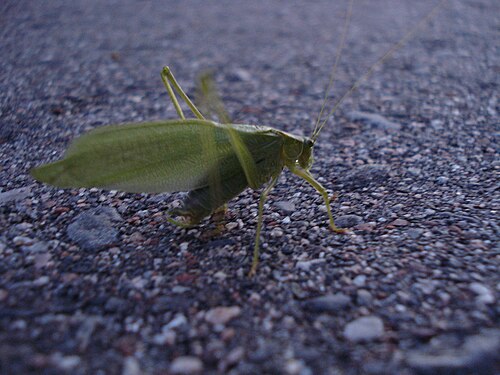 Katydid (Tettigoniidae)