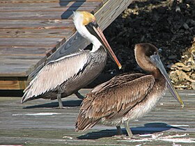 Pelican, Brown Pelecanus occidentalis