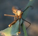 Brown Praying Mantis (Archimantis latistyla)