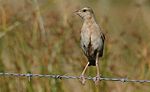 Miniatura para Cincloramphus cruralis