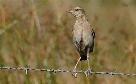 Brown songlark