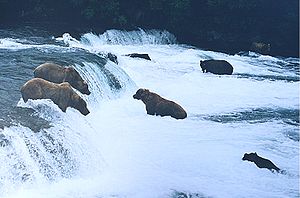 Brown bears brooks falls.jpg