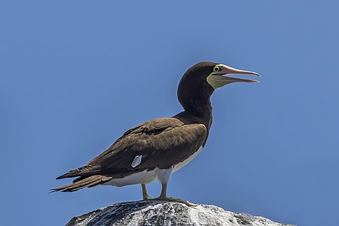 File:Brown booby (Sula leucogaster) on Principe