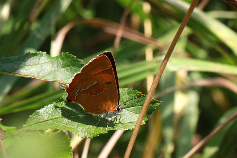 File:Brown hairstreak butterfly (Thecla betulae) female.jpg