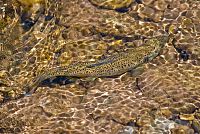 Brown trout in a creek Browntrout050.jpg