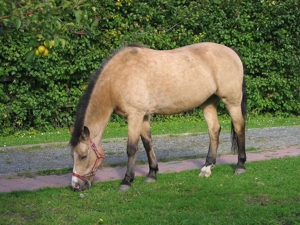 sooty dunskin horse