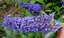 Buddleja 'Ellenning ko'k' .jpg