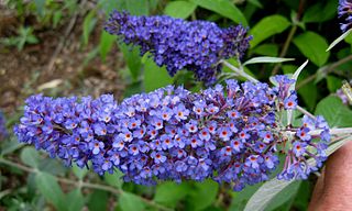 <i>Buddleja</i> Ellens Blue Flowering plant cultivar