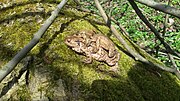 Miniatuur voor Bestand:Bufo bufo triangle 1, Natolin Forest Nature reserve.jpg