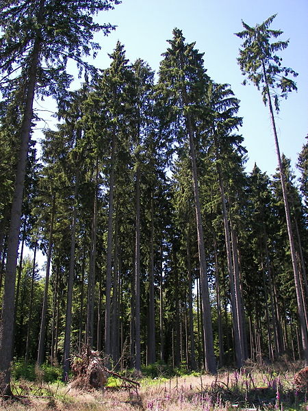 File:Burgwald 049.jpg