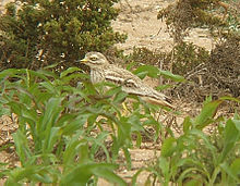 The stone curlew