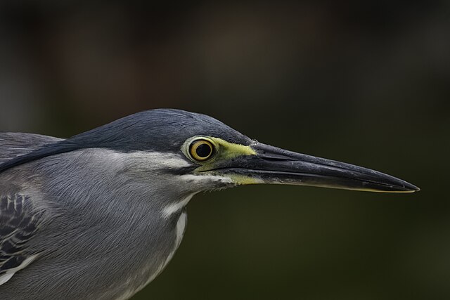 Зелёная кваква (Butorides striatus)