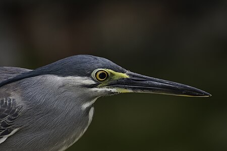 Butorides striata javanica (Striated Heron), at Kuala Lumpur, Malaysia