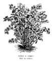 Apium graveolens var.  secalino