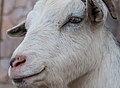 * Nomination: Goat breeds from Venezuela --The Photographer 12:51, 13 November 2012 (UTC) * * Review needed