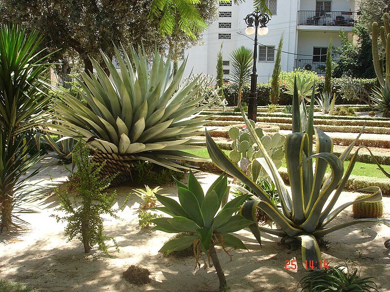 File:Cactus on Bahai Gardens.jpg