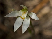 Caladenia aurantiaca.jpg