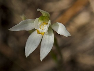 <i>Caladenia aurantiaca</i> Species of orchid