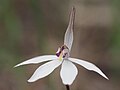 Caladenia saccharata