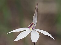 Caladenia saccharata