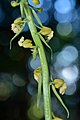 Calanthe davidii