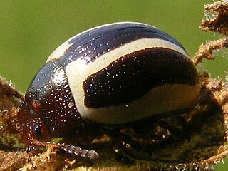 <i>Calligrapha bidenticola</i> Species of beetle