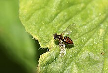 Calligrapher fly Calligrapher fly.jpg