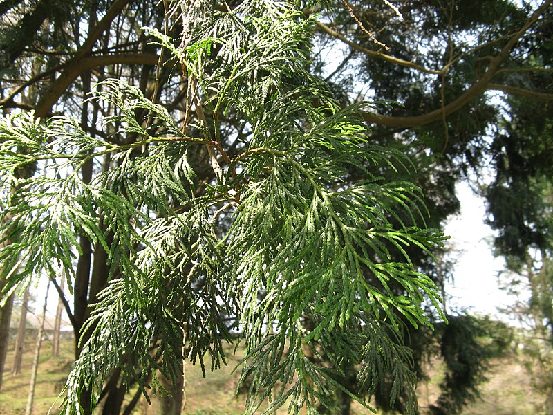 File:Calocedrus macrolepis var formosana4.jpg