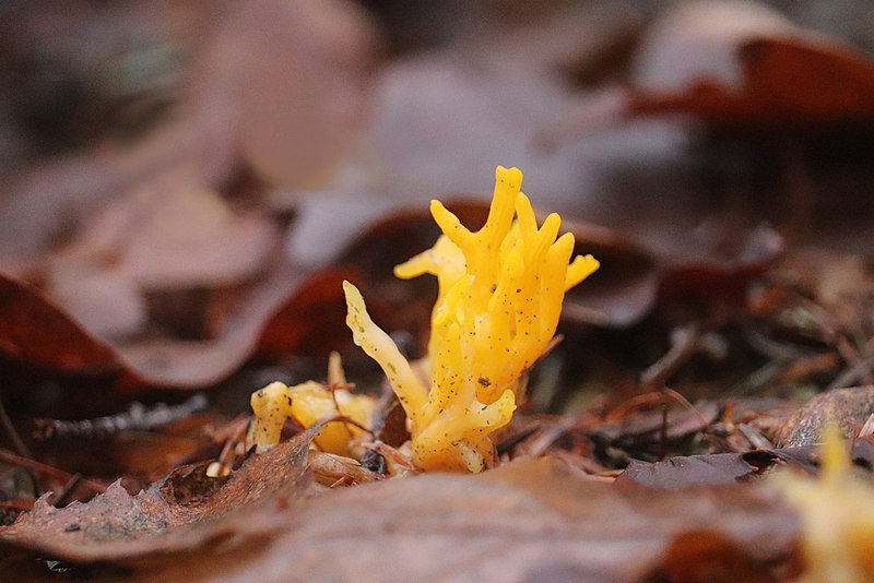 File:Calocera viscosa 109030025.jpg