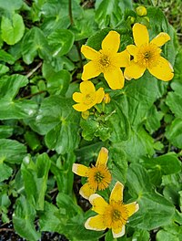 Closeup view of Caltha palustris in Himachal Pradesh, India. Caltha palustris in Himachal Pradesh, India, photographed by Yogabrata Chakraborty, on June 3, 2023.jpg