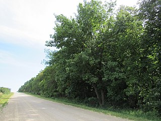<span class="mw-page-title-main">Cameron Woods State Preserve</span> Nature reserve in Iowa, United States