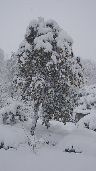 File:CamiönüPortakalı - panoramio.jpg