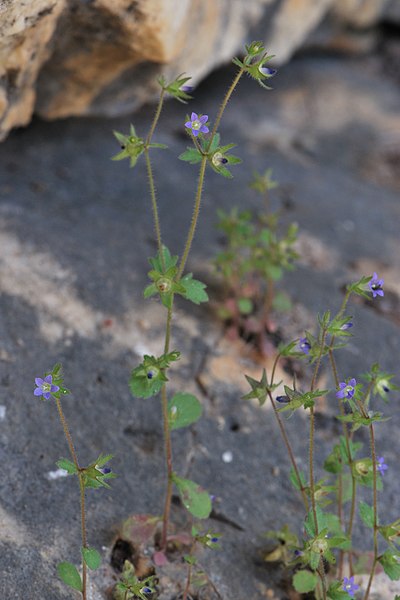 File:Campanula erinus 4.jpg