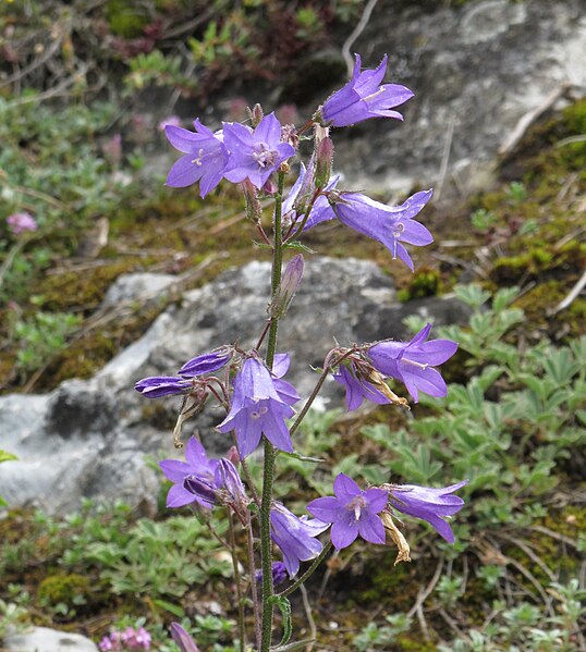 File:Campanula sibirica 2 RF.jpg