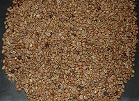 Unroasted coffee beans of the Robusta variety (Coffea canephora) Canephora.jpg