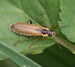 Cantharis decipiens