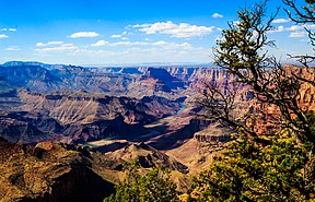 Canyon River Tree (165872763).jpeg