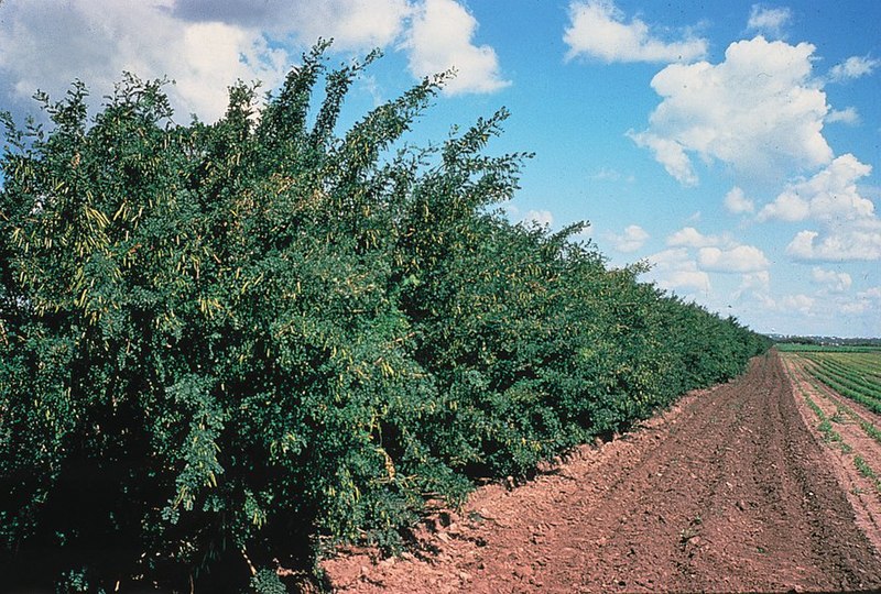 File:Caragana arborescens haie.jpg