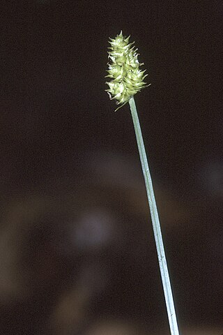 <i>Carex cephalophora</i> Species of plant in the genus Carex