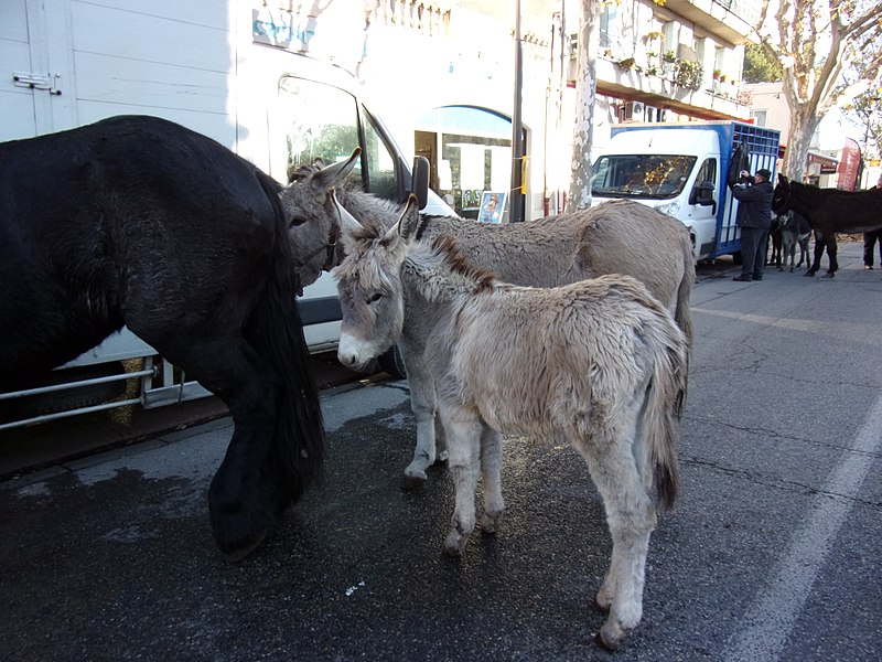 File:Carpentras - foire de la Saint Siffrein 2015 - foire aux chevaux 4.JPG