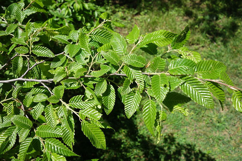 File:Carpinus orientalis - Arnold Arboretum - DSC06934.JPG