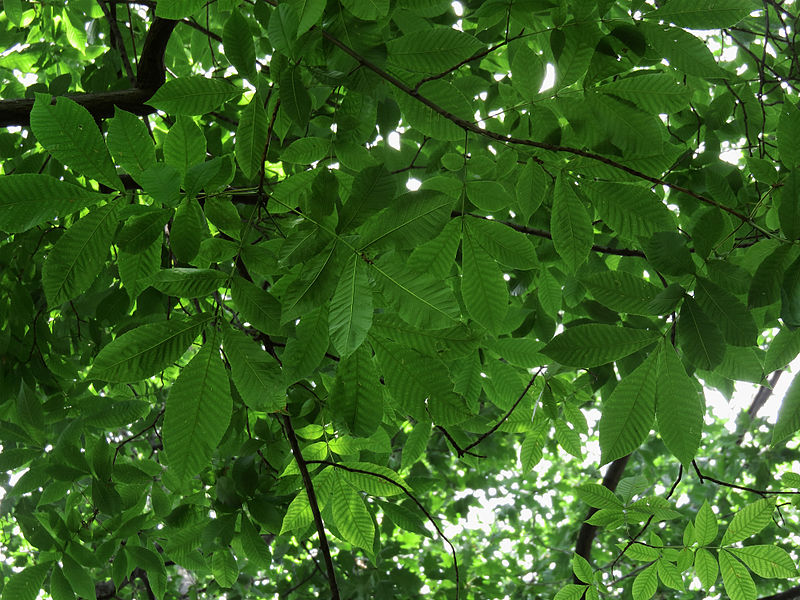 File:Carya glabra Kiev2.JPG